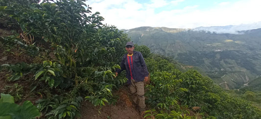 Cup of Excellence #22 Llaqtapata Geisha - Peru, Washed