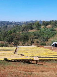 Sidama Bensa - Aroresa Natural