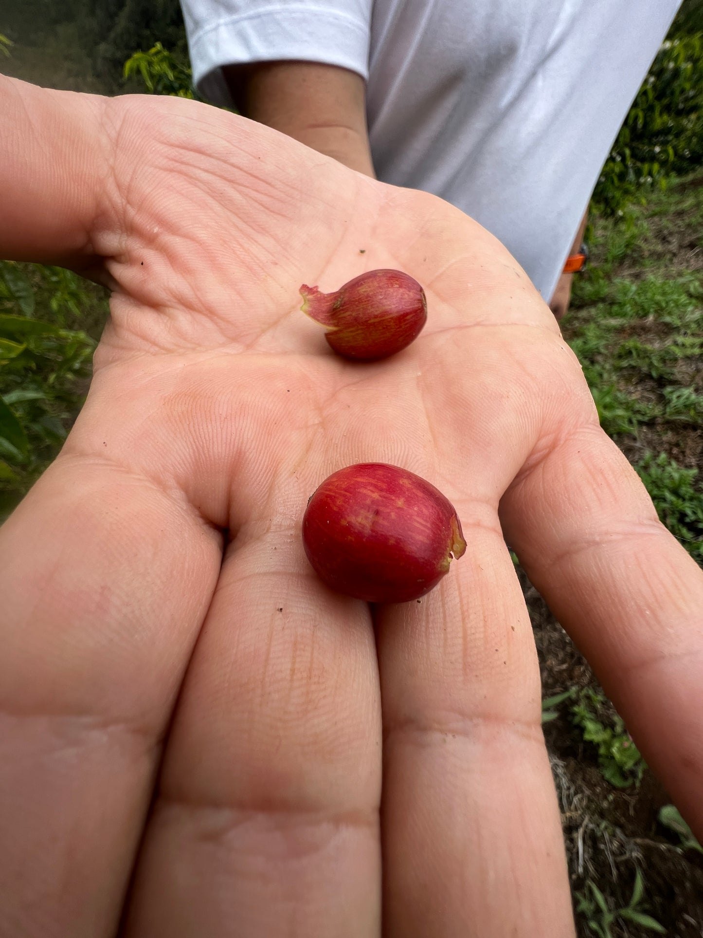 Wilder Lazo - New Pink Bourbon Lot