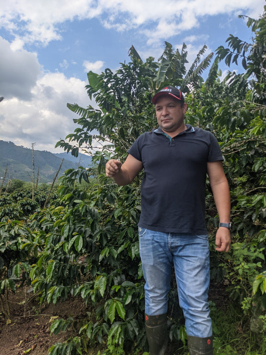 Wilder Lazo - Chiroso Lot