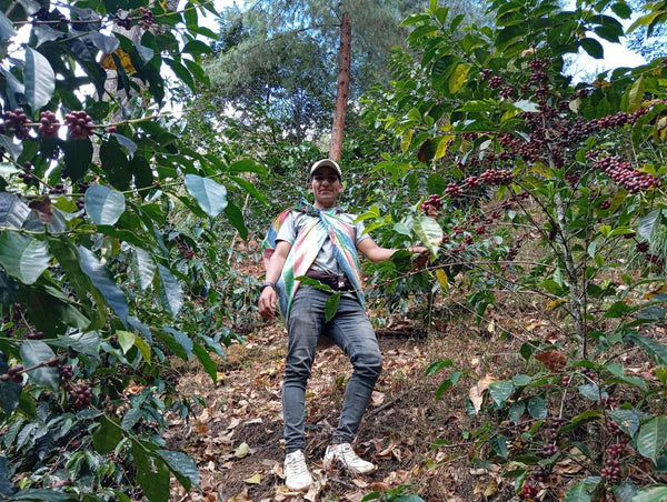 Cup of Excellence Award - Peru #20 La Rinconada - Gesha