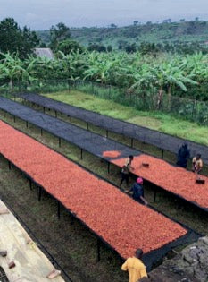 OMUHWERA - RWENZORI REGION