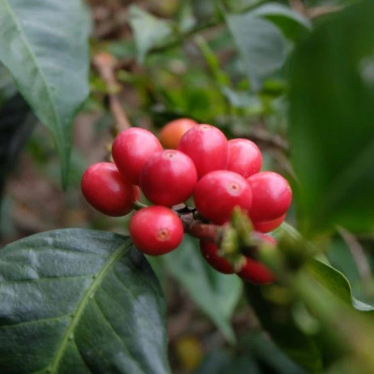 Colombia Roasted Beans / Sampler Pack