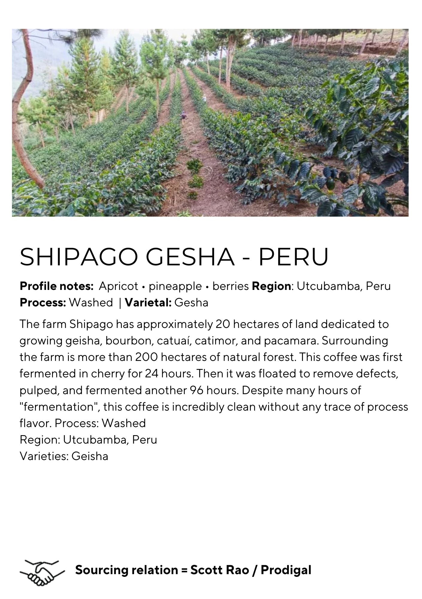 Shipago Peru Gesha - Washed