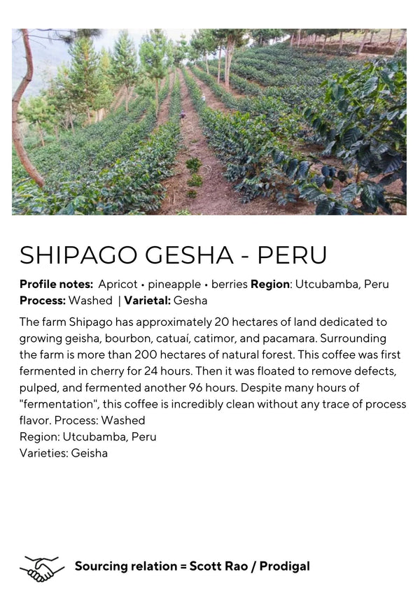 Shipago Peru Gesha - Washed