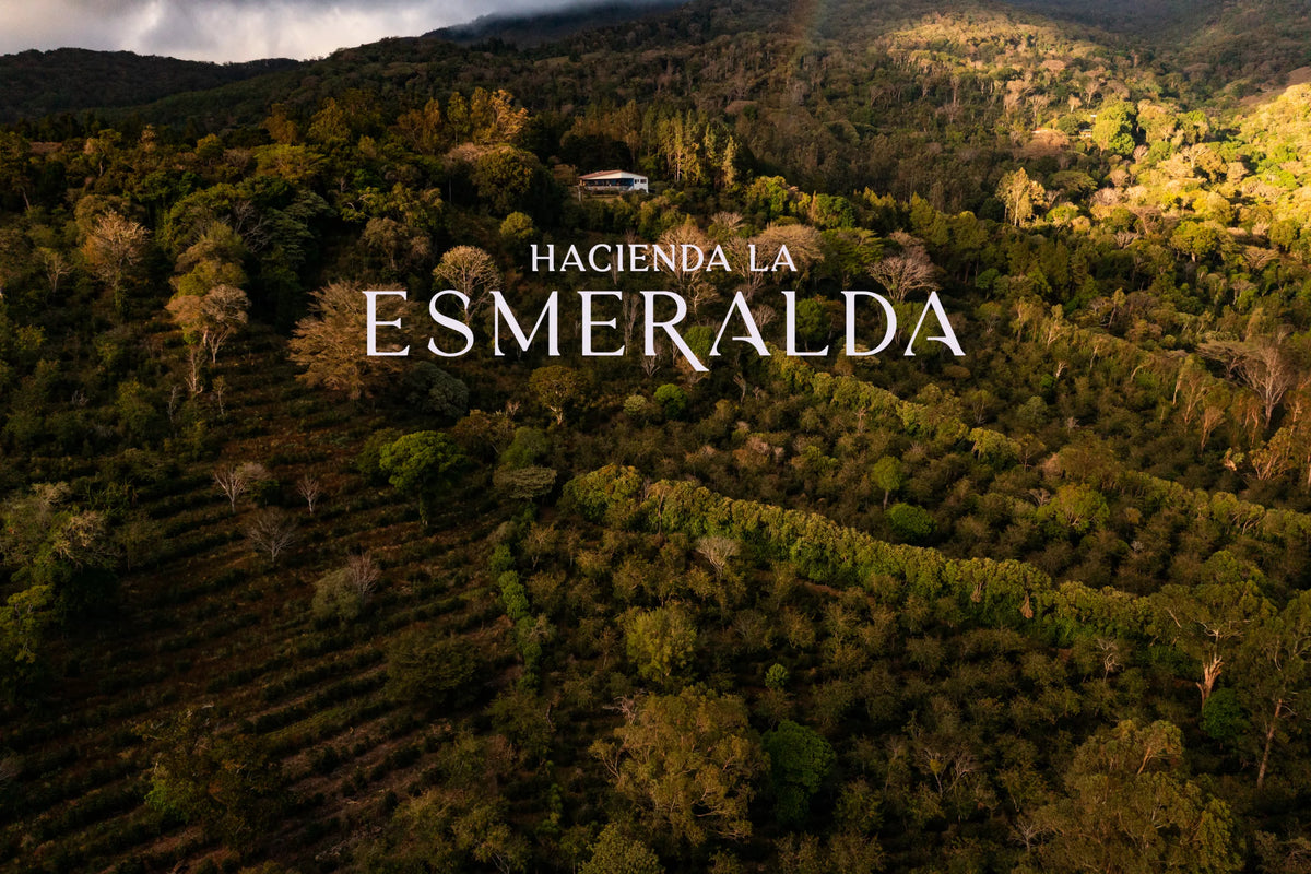 Hacienda La Esmeralda 3ANC