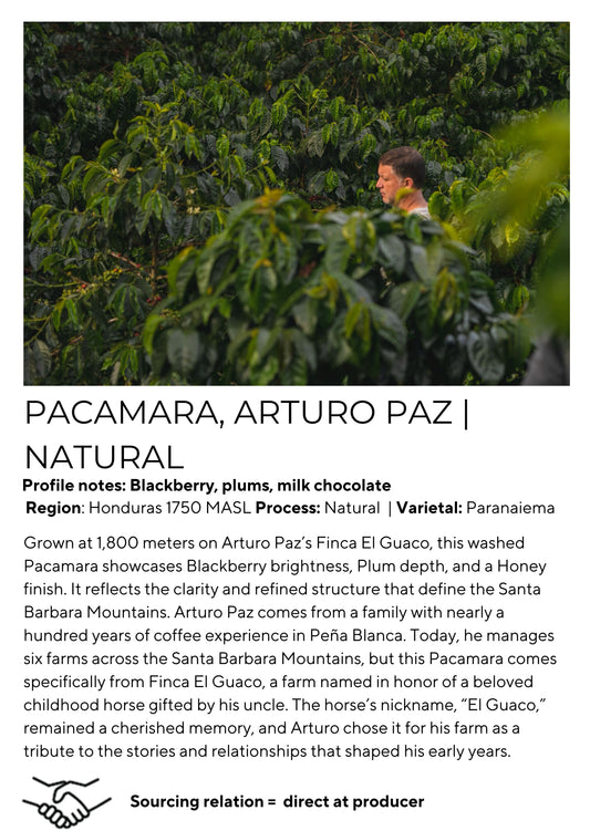 Pacamara- Honduras, El Guaco ( Arturo Paz )